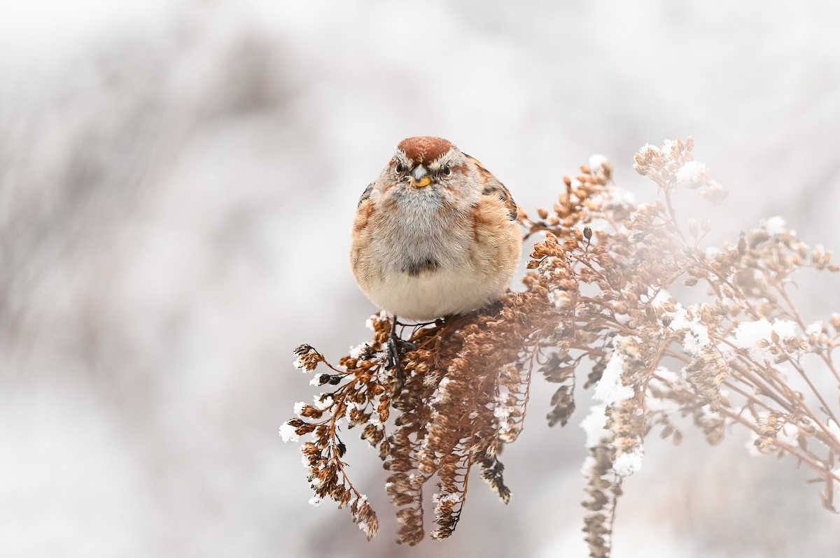 American Tree Sparrow - ML647003633