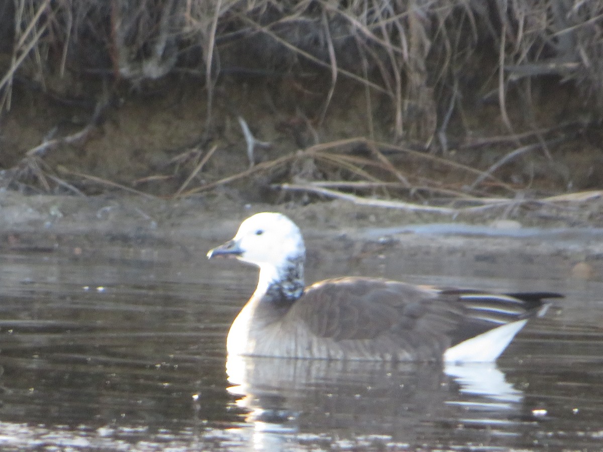 Snow/Ross's x Cackling/Canada Goose (hybrid) - ML647003634