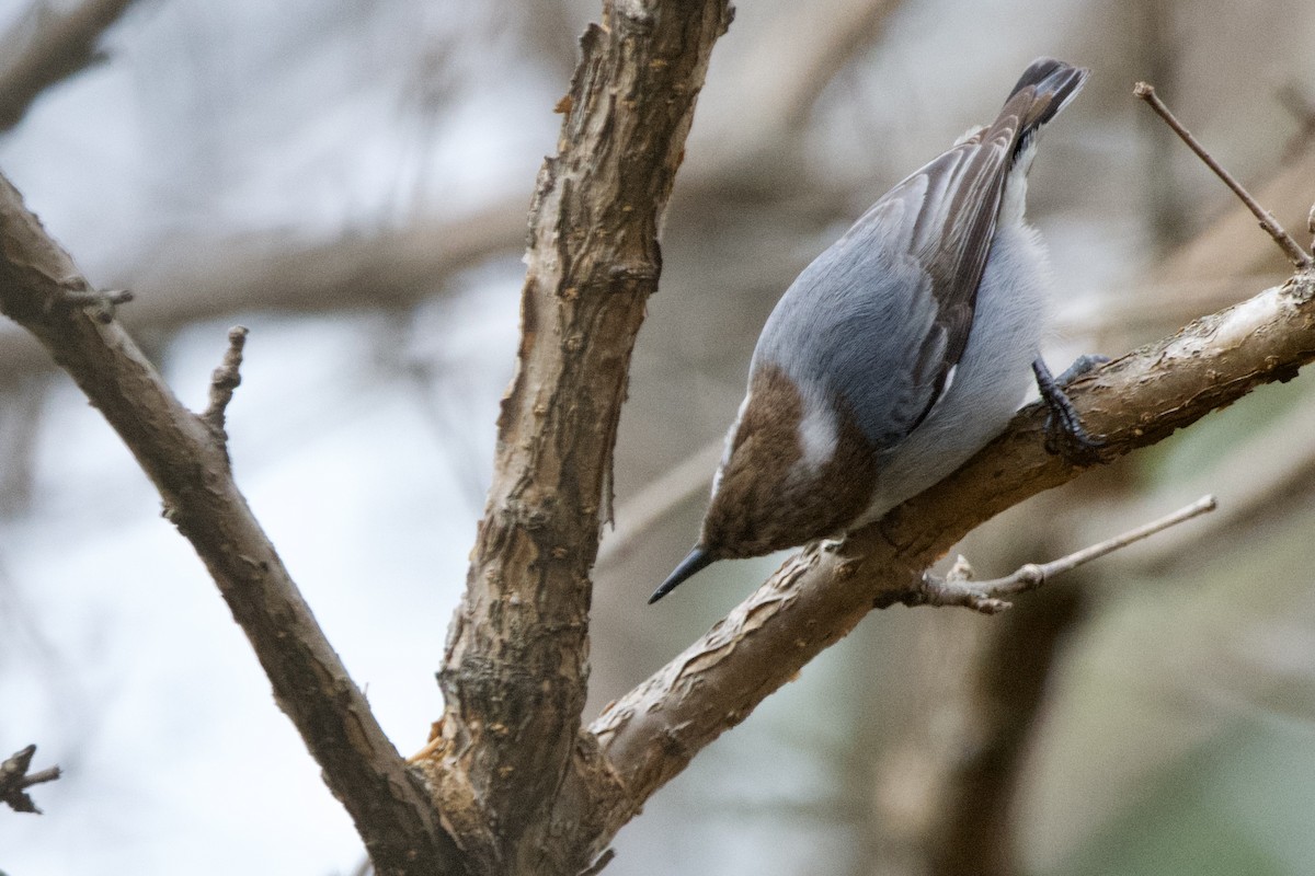 Brown-headed Nuthatch - ML647003635