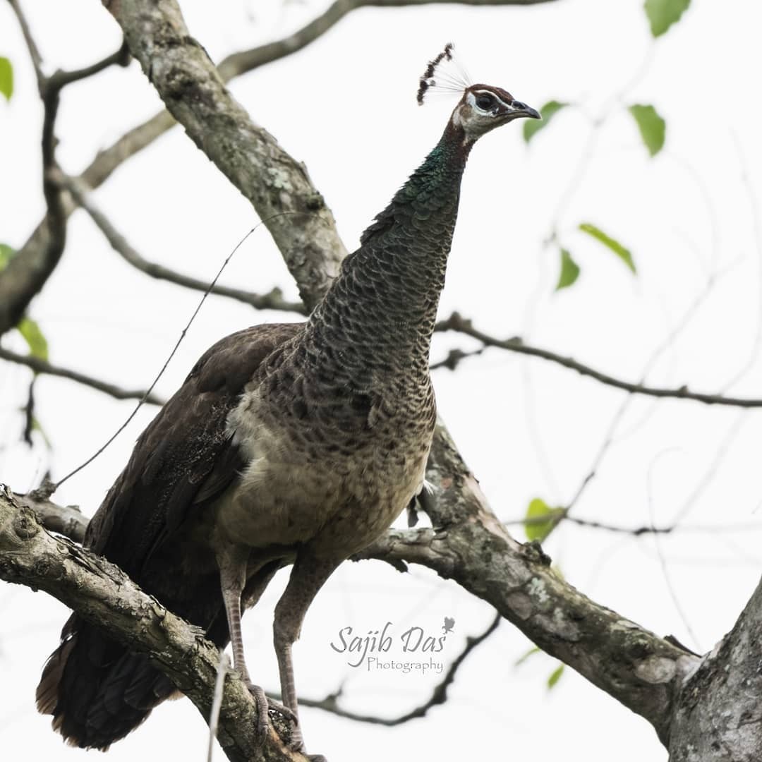 Indian Peafowl - ML647003640