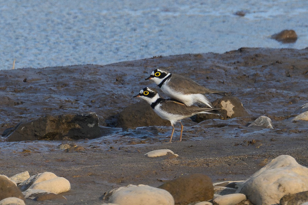 Little Ringed Plover - ML647003641