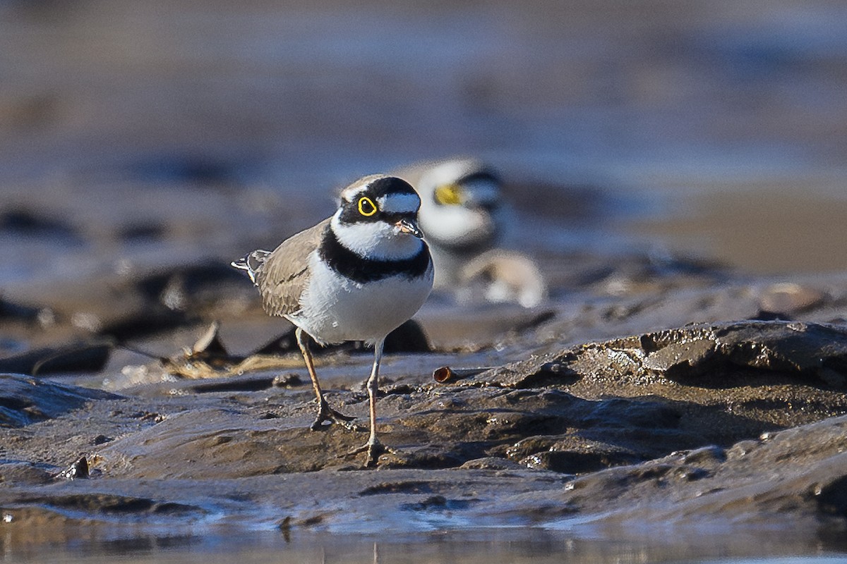 Little Ringed Plover - ML647003642