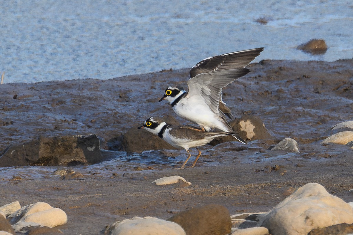 Little Ringed Plover - ML647003643