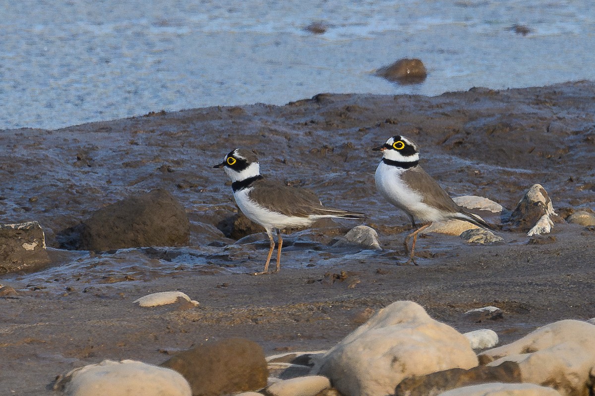 Little Ringed Plover - ML647003644