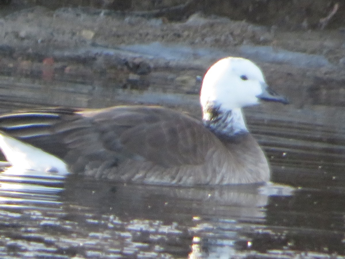 Snow/Ross's x Cackling/Canada Goose (hybrid) - ML647003651