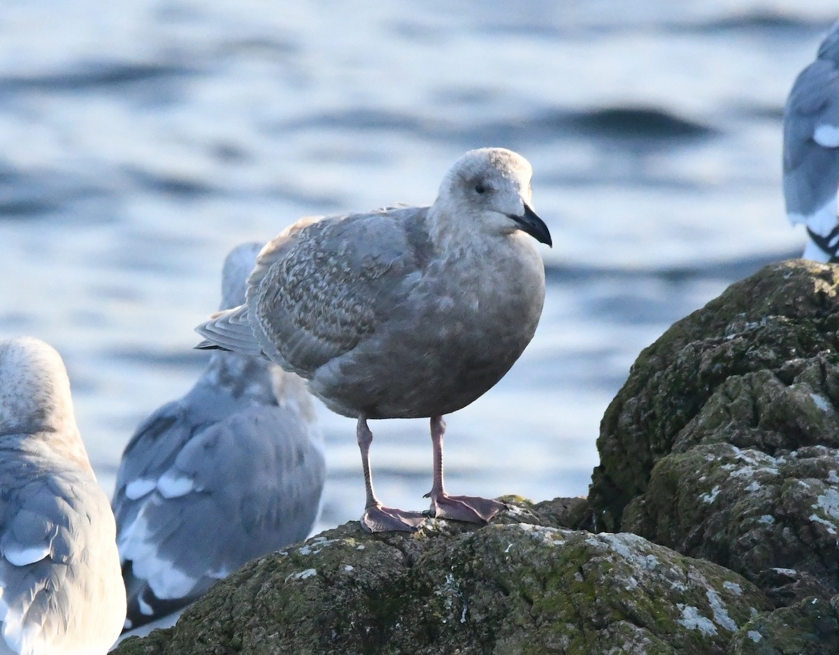Glaucous-winged Gull - ML647003655