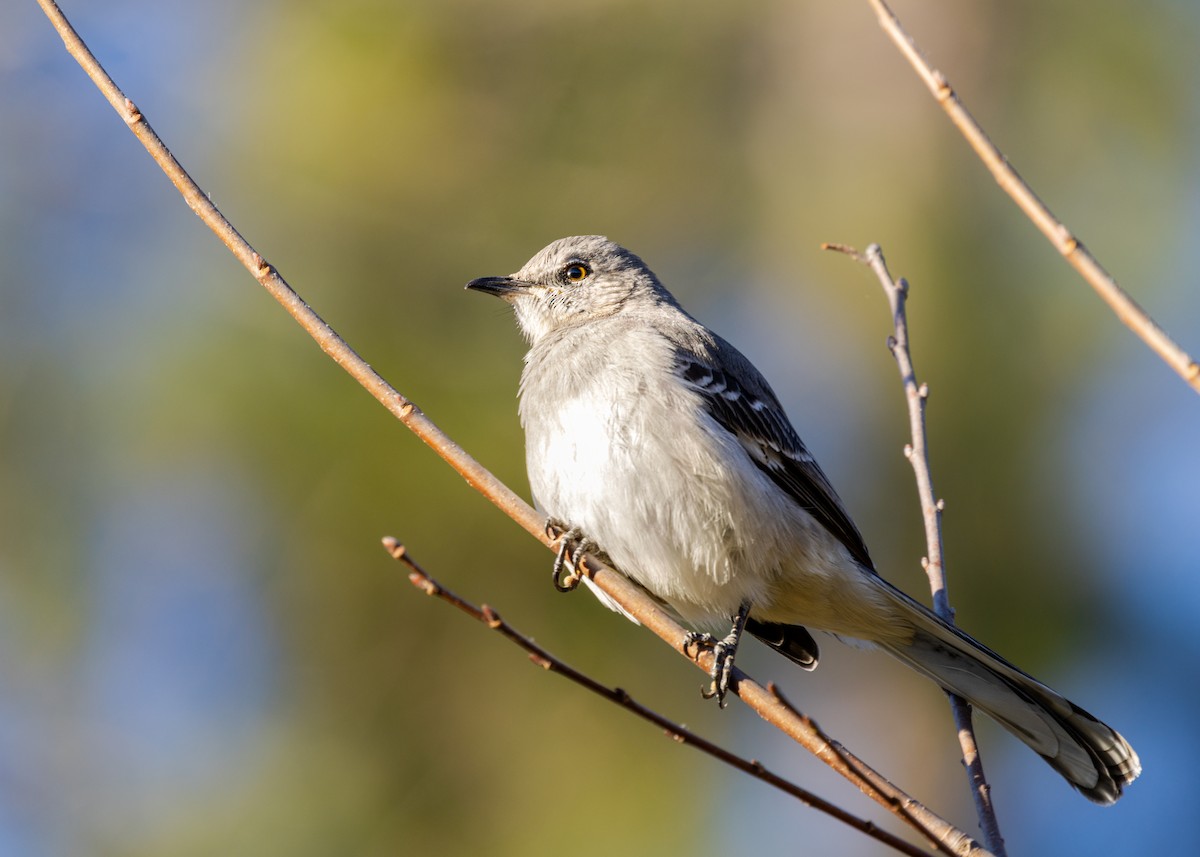 Northern Mockingbird - ML647003663
