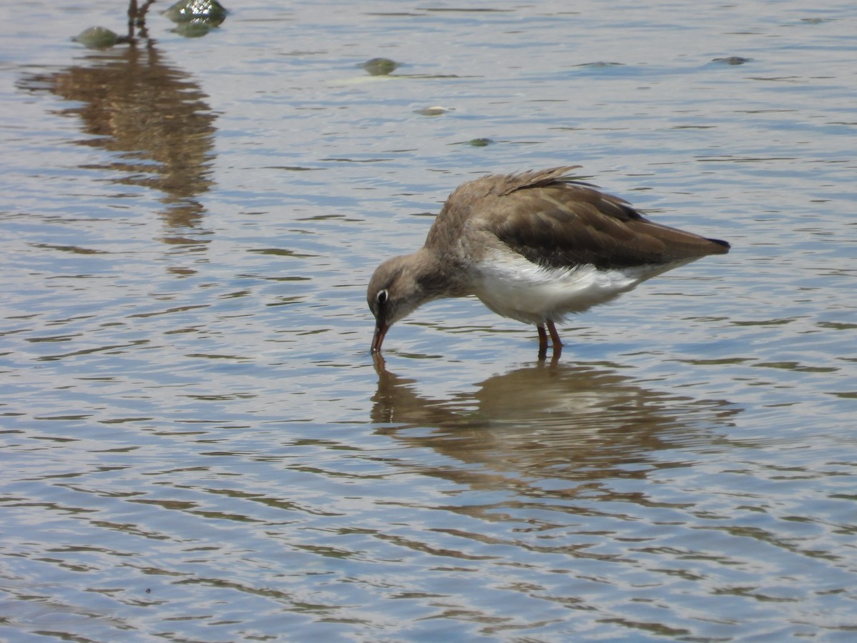 Common Sandpiper - ML647003664
