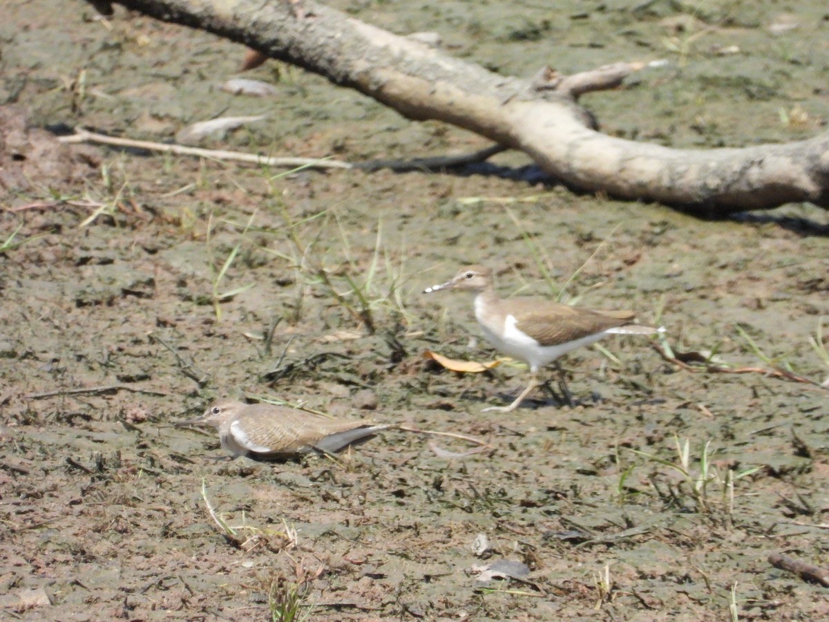 Common Sandpiper - ML647003667