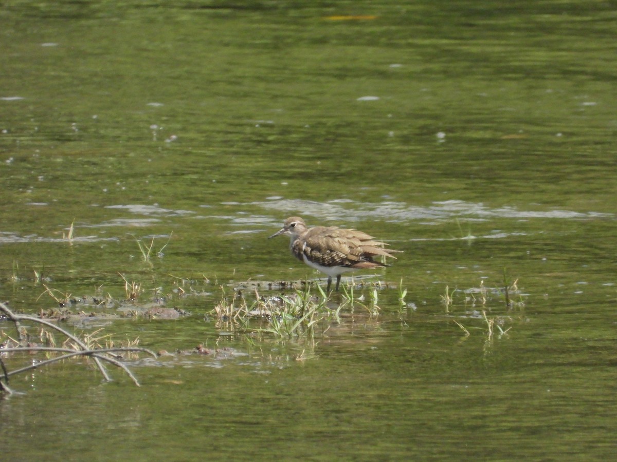 Common Sandpiper - ML647003668