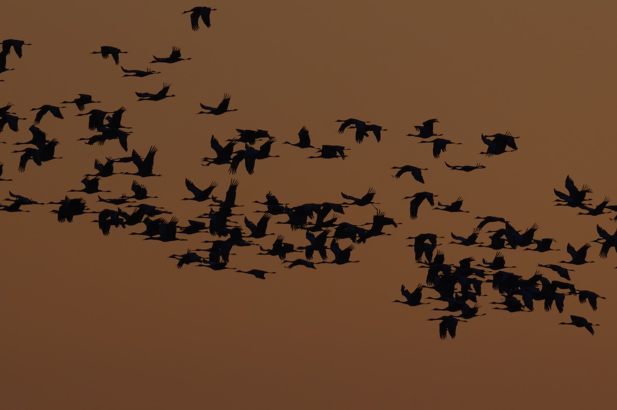 Sandhill Crane - ML647003670