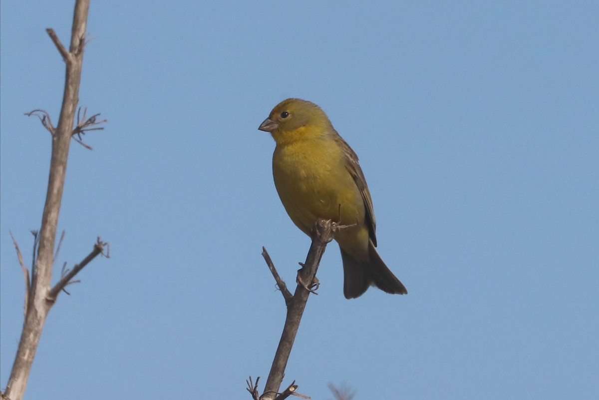 Çayır Kanarya İspinozu - ML647003673