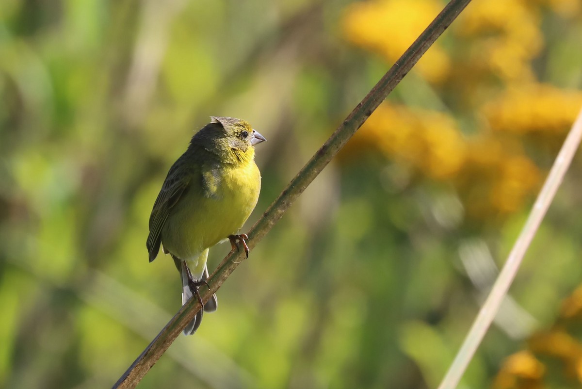 Çayır Kanarya İspinozu - ML647003674