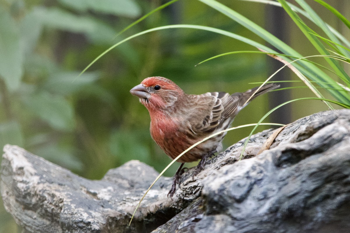 House Finch - ML647003676