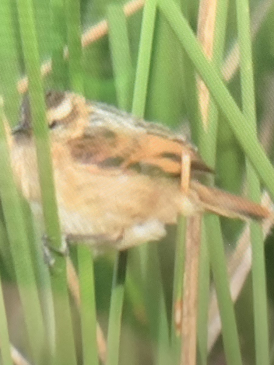 Wren-like Rushbird - ML647003677