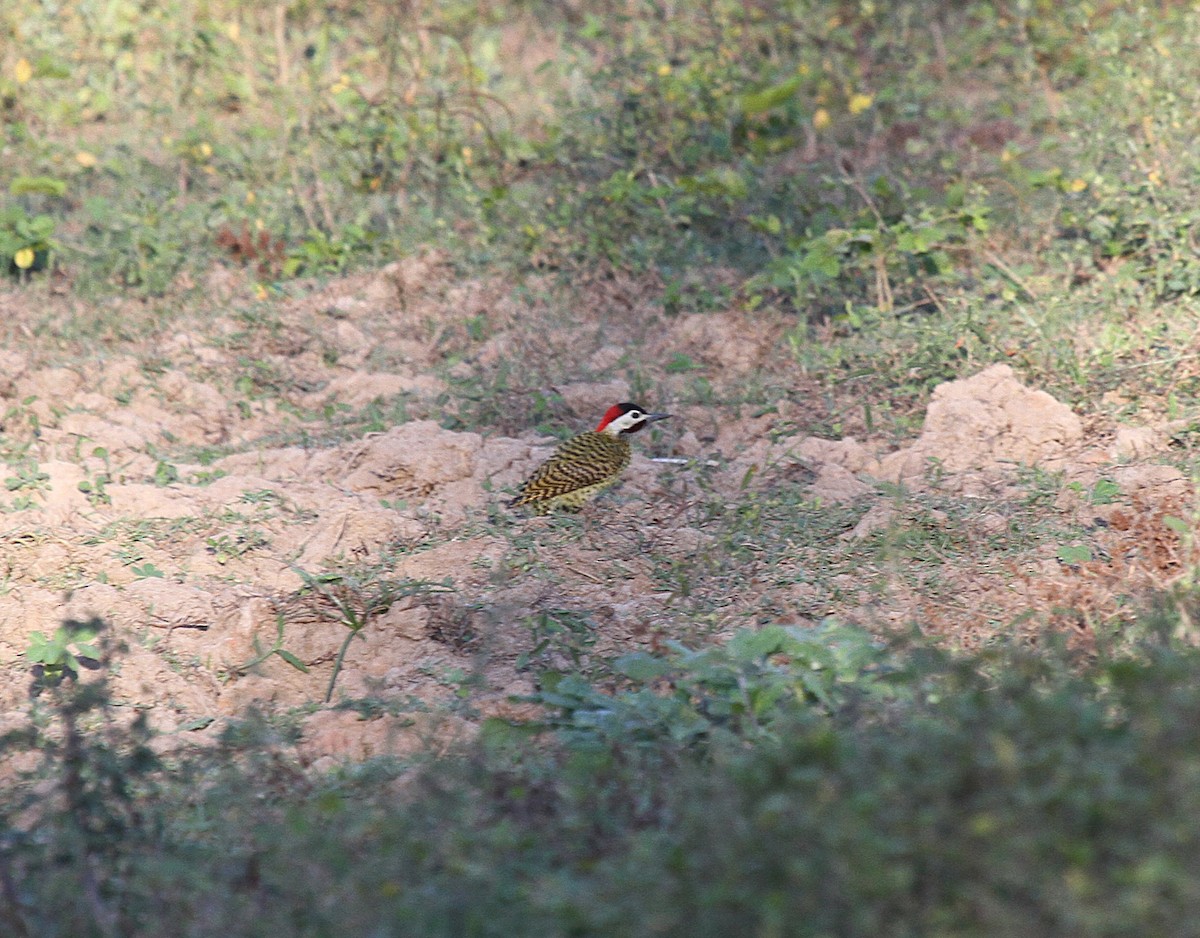 Декол плямистоволий - ML647003679