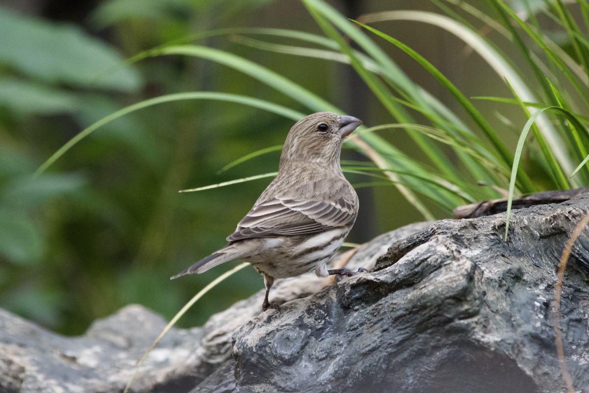 House Finch - ML647003680