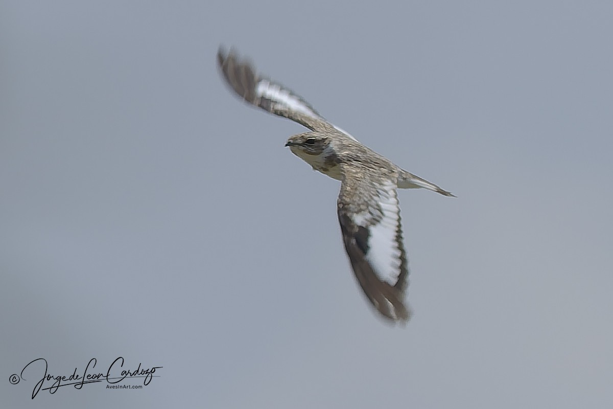 Sand-colored Nighthawk - ML647003683