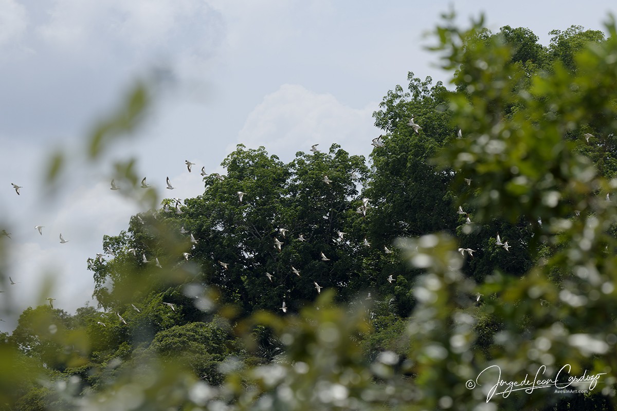 Sand-colored Nighthawk - ML647003684