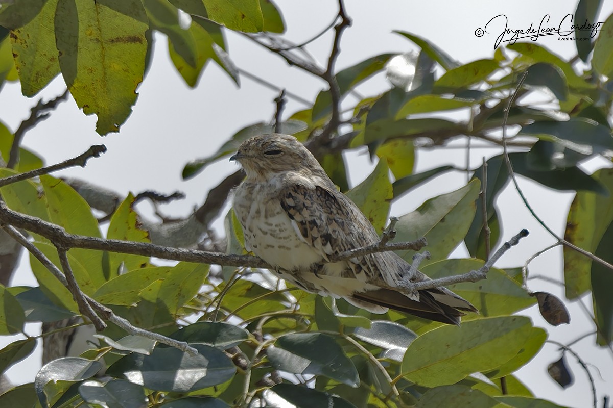 Sand-colored Nighthawk - ML647003685