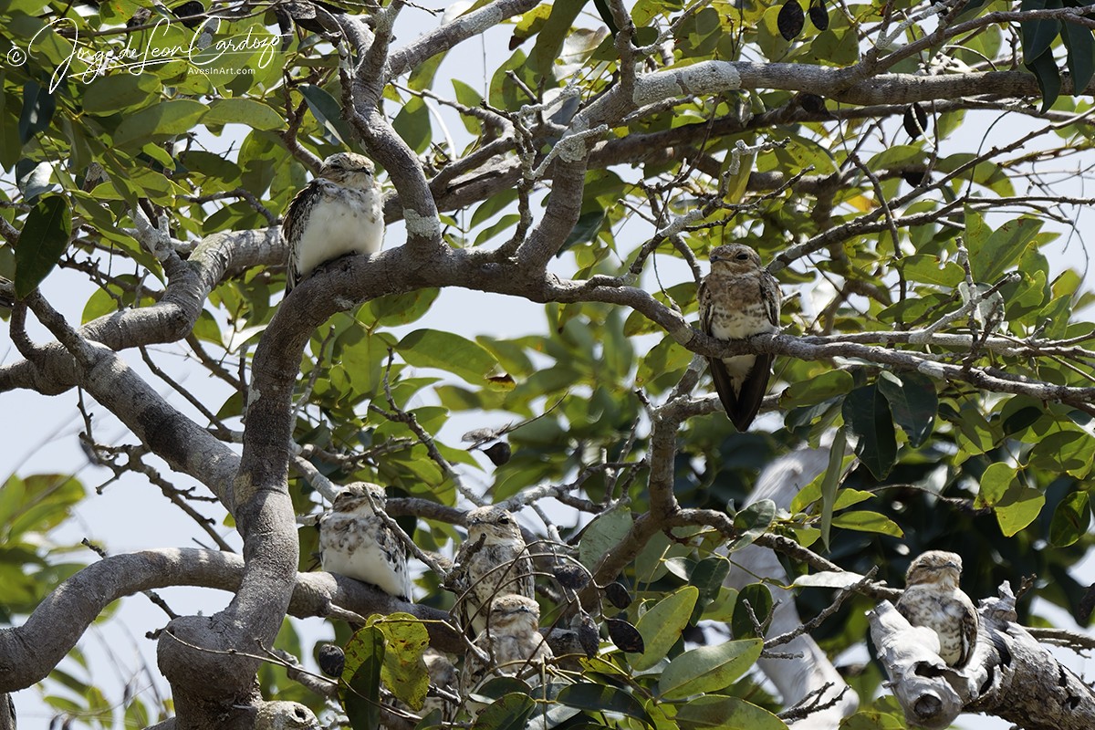 Sand-colored Nighthawk - ML647003686