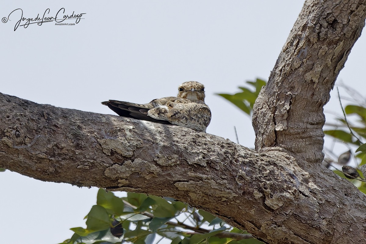 Sand-colored Nighthawk - ML647003687