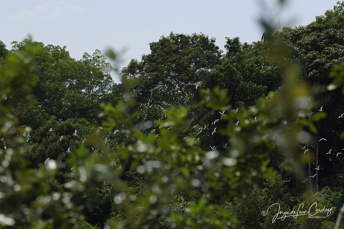 Sand-colored Nighthawk - ML647003688