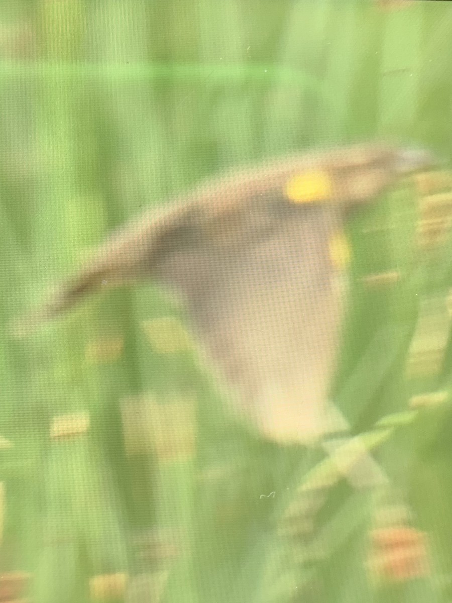 Yellow-winged Blackbird - ML647003690