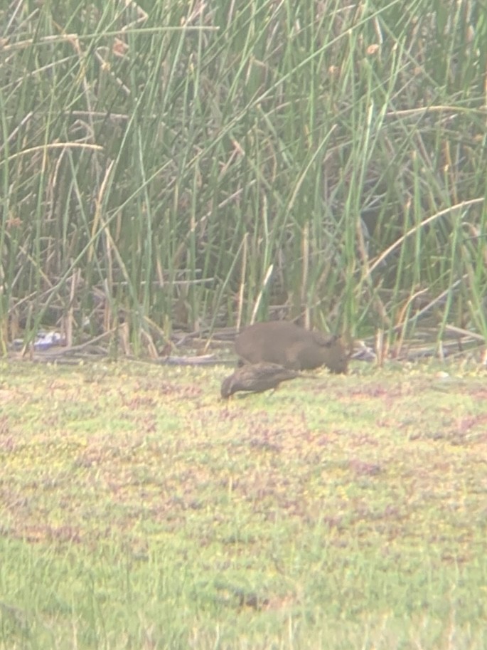 Yellow-winged Blackbird - ML647003691