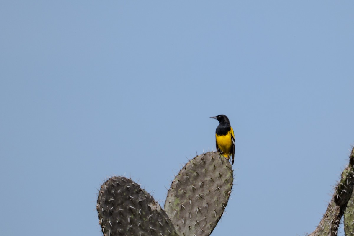 Kalifornientrupial - ML647003694