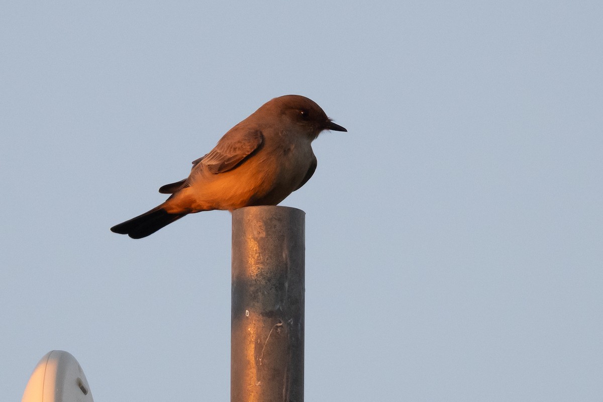 Say's Phoebe - ML647003696