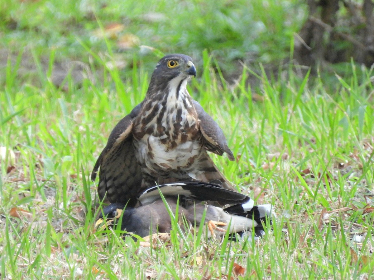 Crested Goshawk - ML647003697