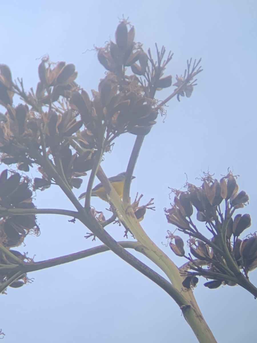 Blue-and-yellow Tanager - ML647003698