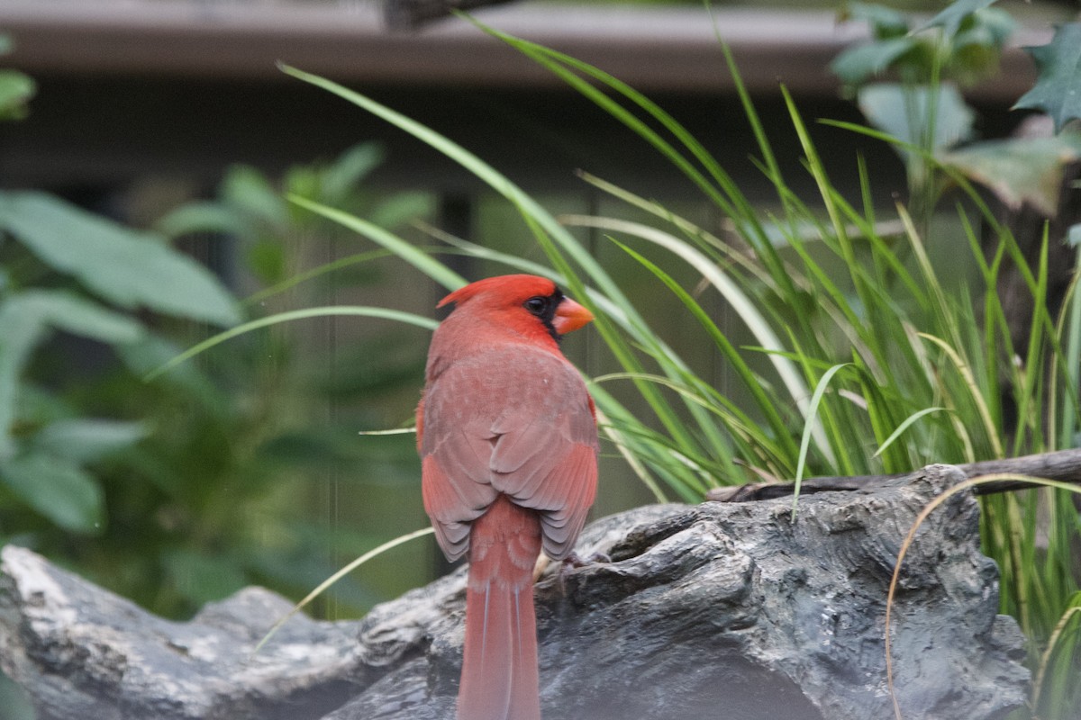 Northern Cardinal - ML647003701