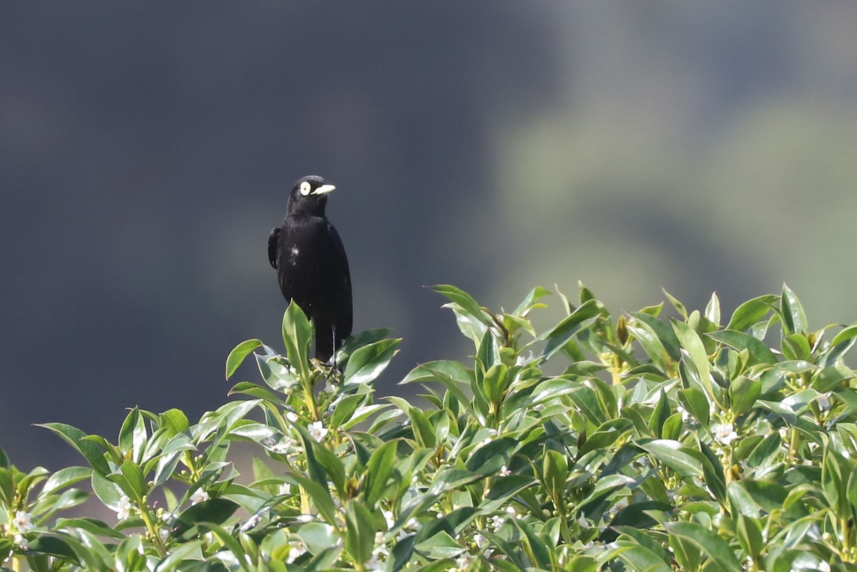 Gözlüklü Tiran - ML647003702