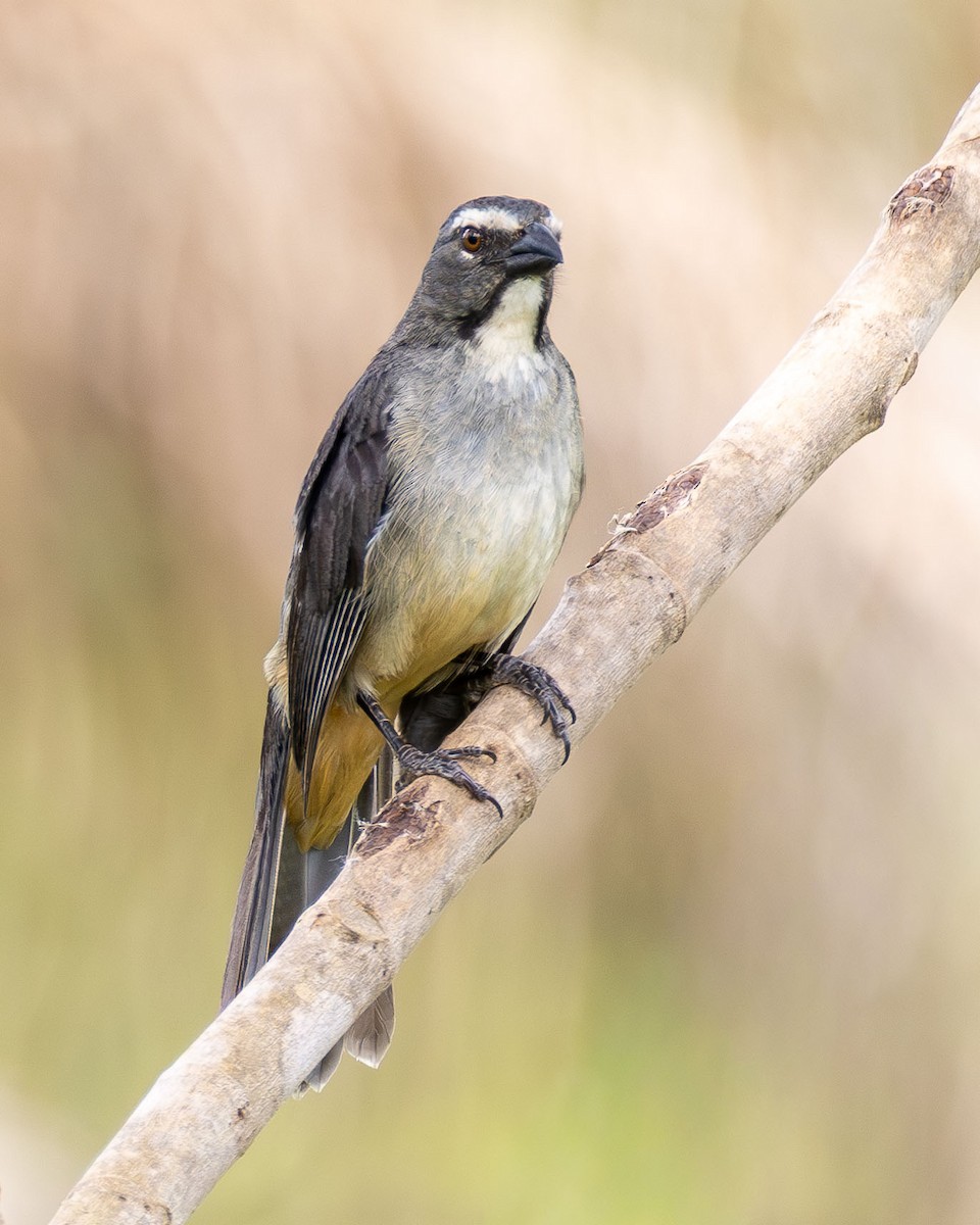 Bluish-gray Saltator - ML647003706