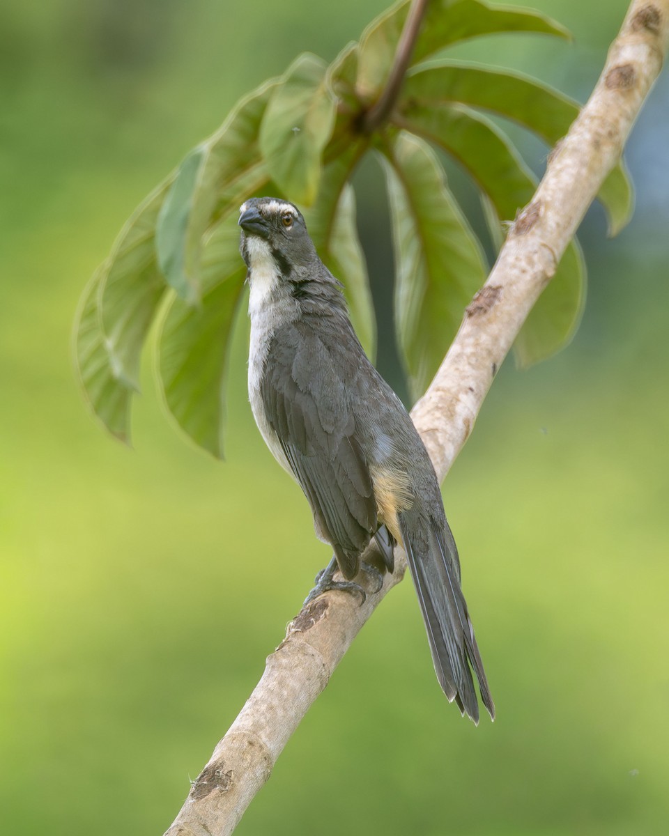 Bluish-gray Saltator - ML647003707