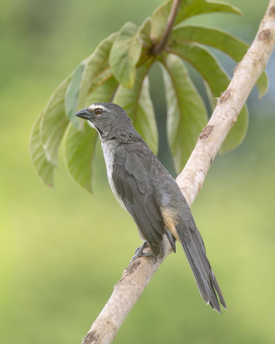 Bluish-gray Saltator - ML647003708