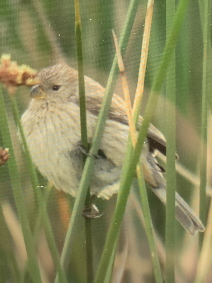 Band-tailed Seedeater - ML647003710
