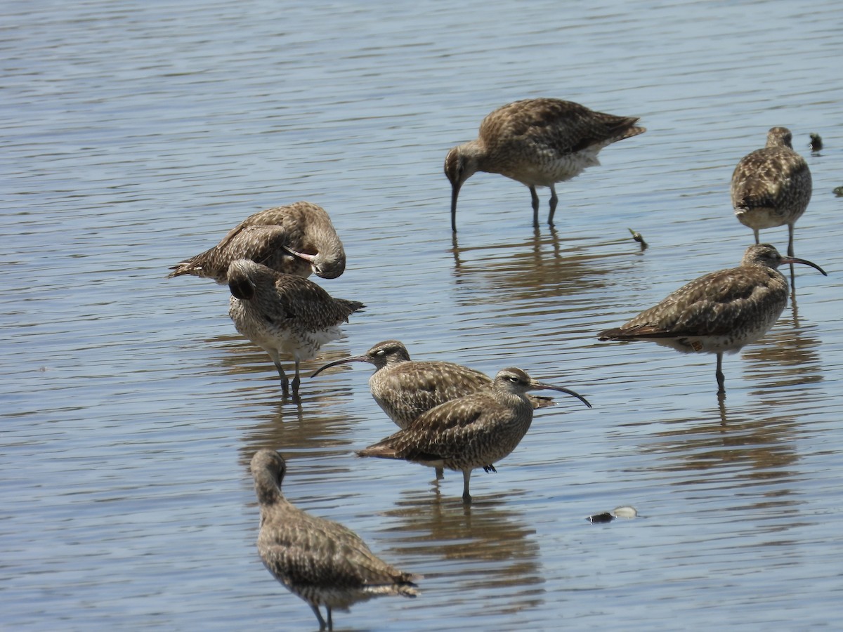 Eurasian Whimbrel - ML647003711