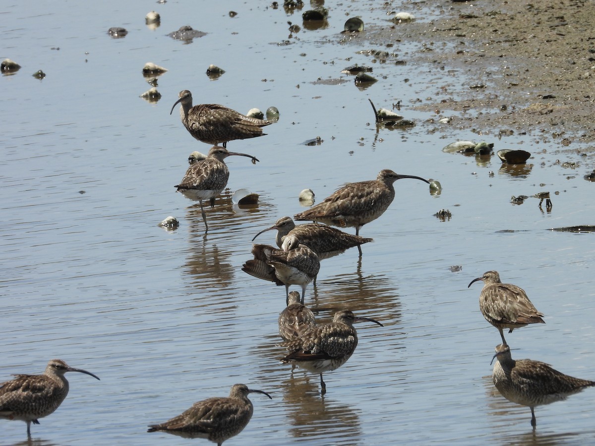 Eurasian Whimbrel - ML647003712