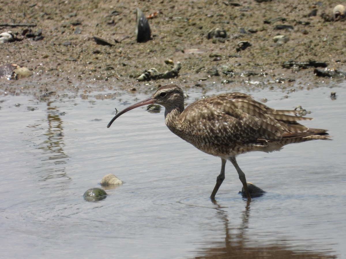 Eurasian Whimbrel - ML647003713