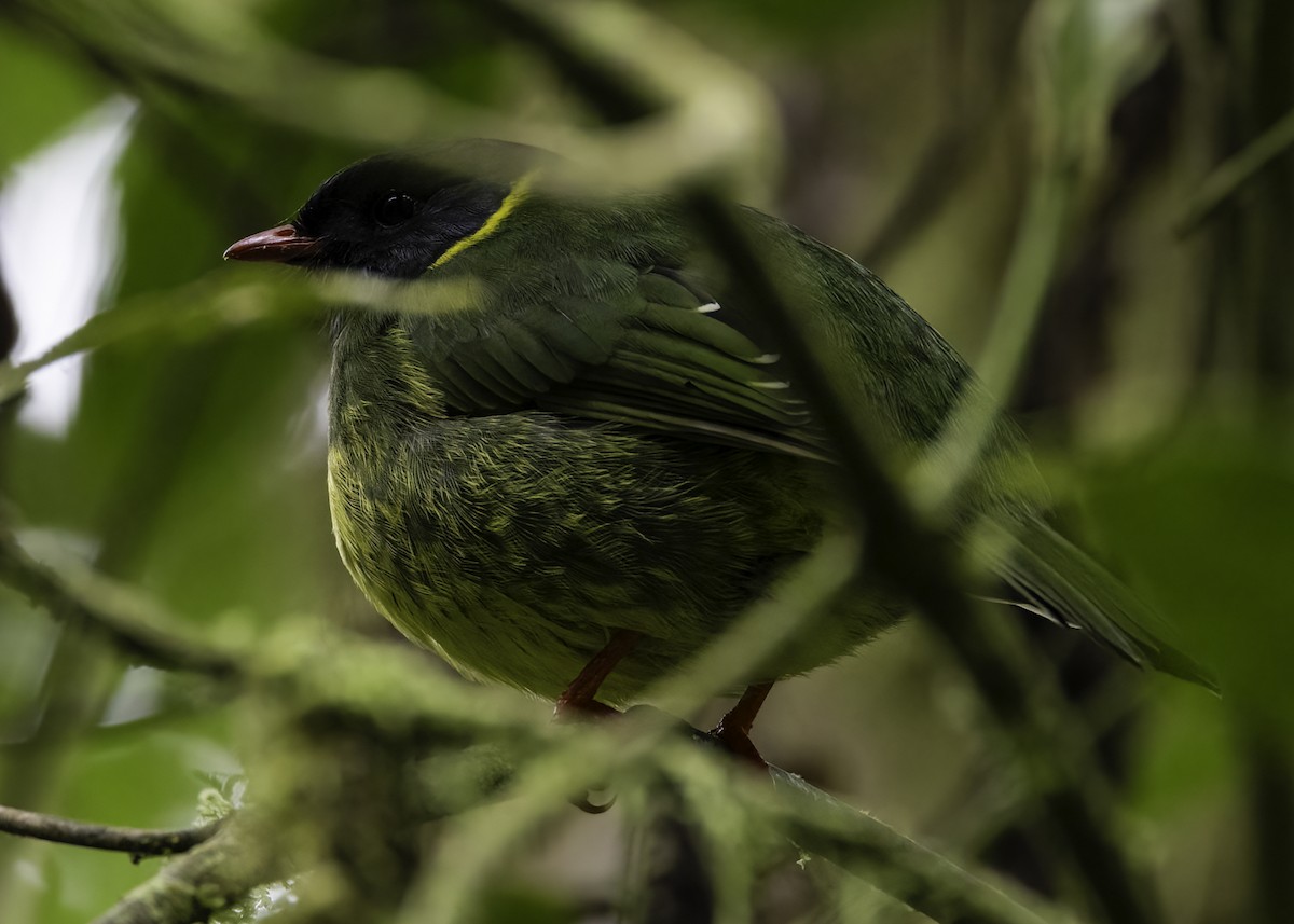 Плодоїд чорно-зелений - ML647003714