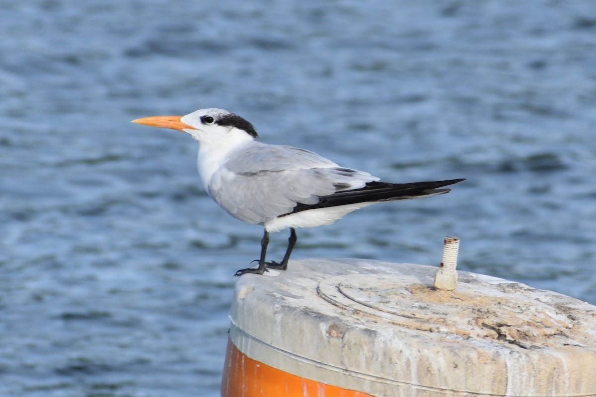 Royal Tern - ML647003717