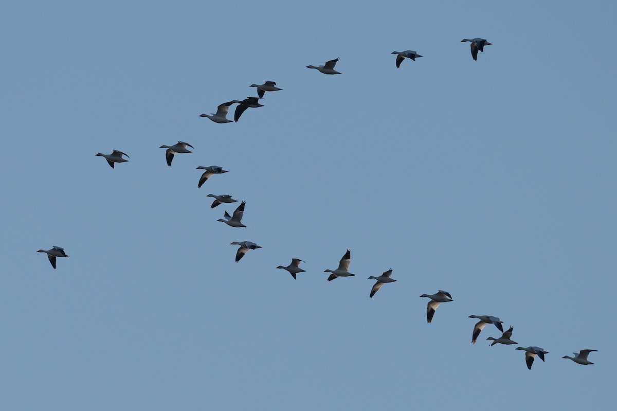 Snow Goose - ML647003718