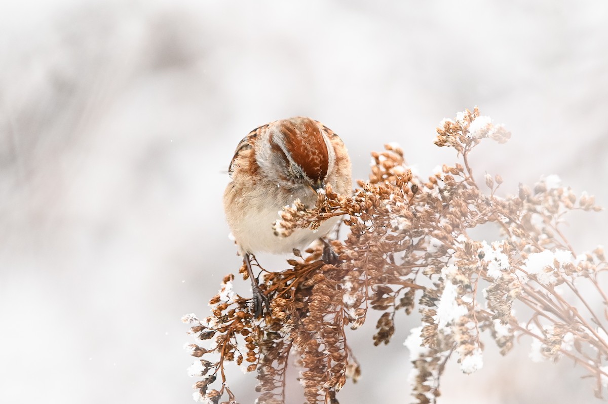 American Tree Sparrow - ML647003721