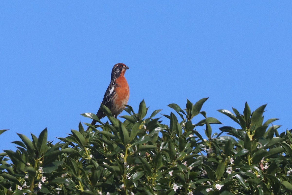 Şili Yaprak Kotingası - ML647003723