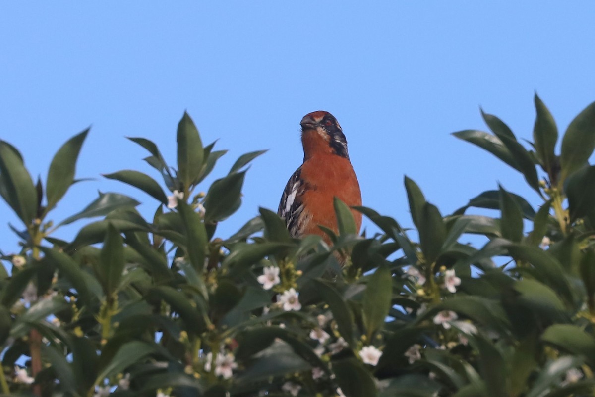 Şili Yaprak Kotingası - ML647003724