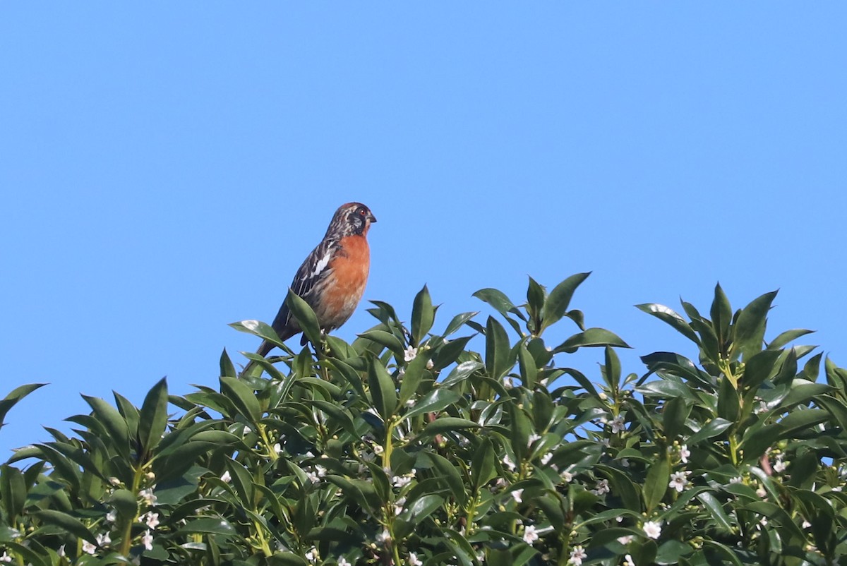 Şili Yaprak Kotingası - ML647003725