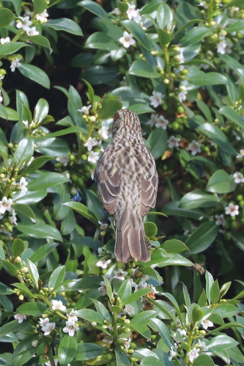 Şili Yaprak Kotingası - ML647003726